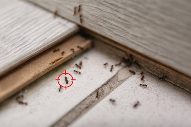 Best Best Pest Control Companies  in Brent, AL
